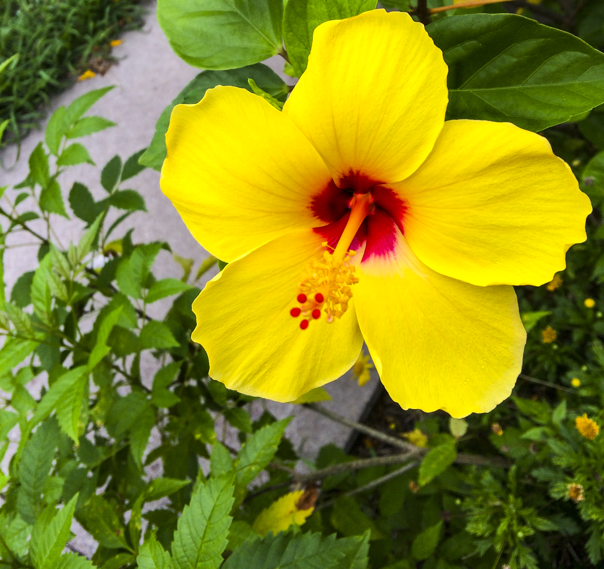 Little Hula Hibiscus