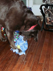 Opening his presents all by himself