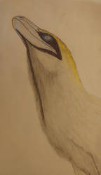 Austroraptor Gannet