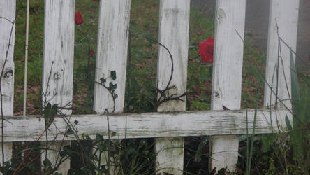 roses fence 1