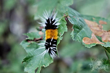 Caterpillar