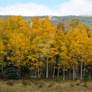 Colorado Autumn