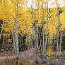 Colorado Autumn Aspens