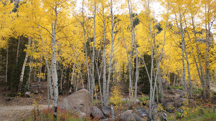 Colorado Autumn Aspens