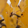 Autumn Aspen Leaf