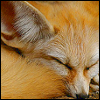 Free fennec fox icon 100x100