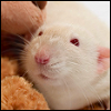 Free rat icon 2 100x100