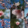 Peach Blossom Collage
