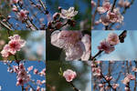 Peach Blossom Collage by Silver-Dew-Drop