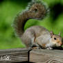 Crouching squirrel, hidden nut