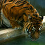 Tigger Drinking