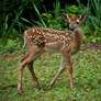 Curious Little Fawn