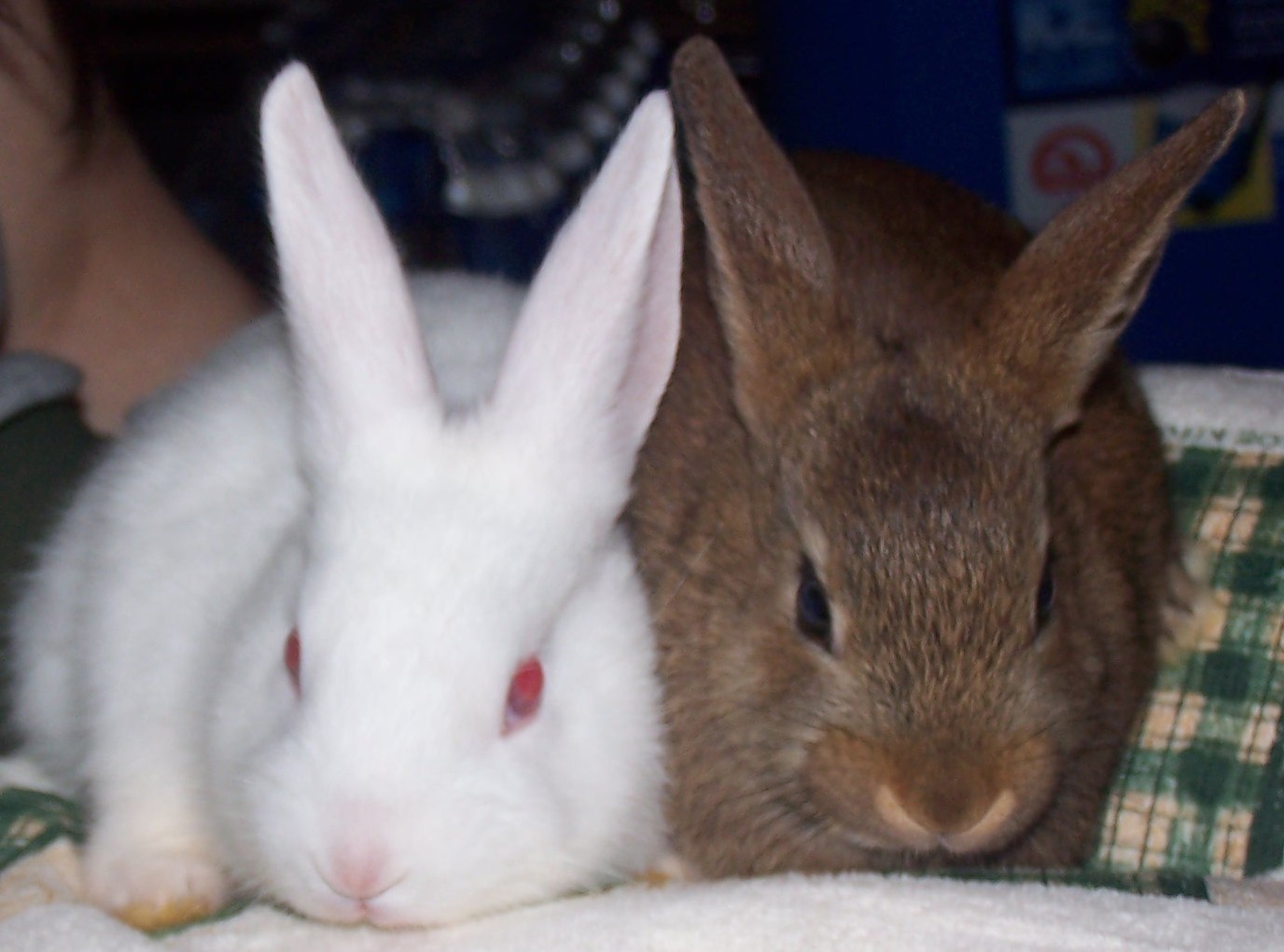 My New Bunnies