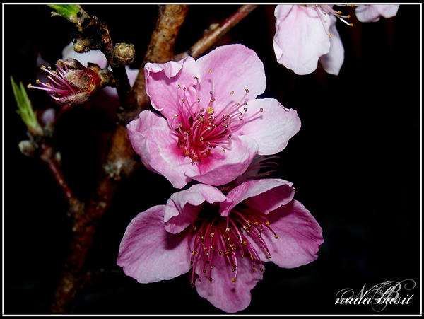 Pretty Peach Blossoms