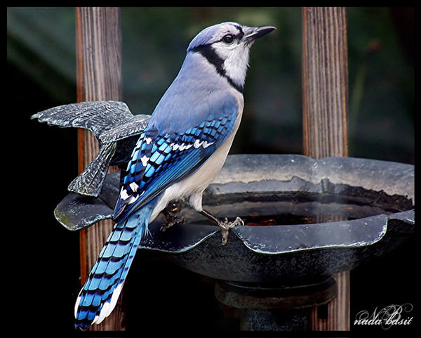 Blue Bird