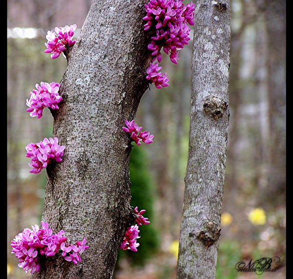 Creeping Purple -modified-