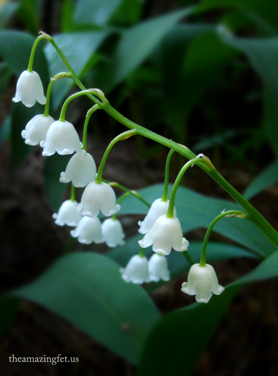 white bells