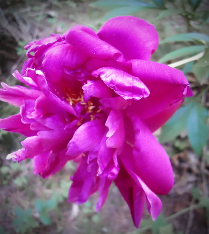 pink peony