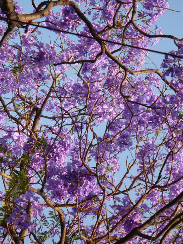 jacaranda flowers