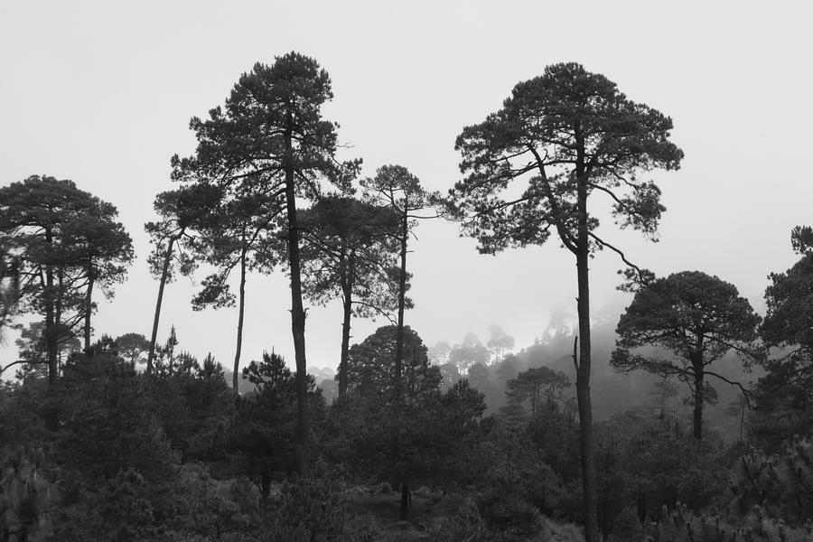 bosque de niebla