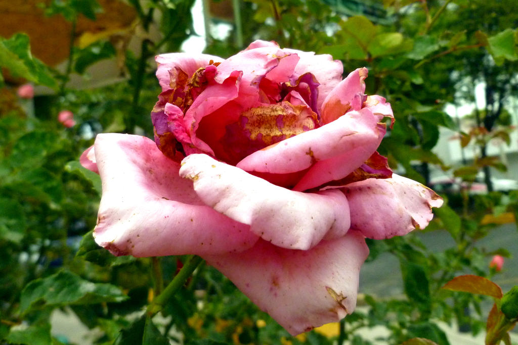 Damaged rose. by samo19 on DeviantArt