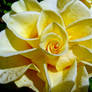 Yellow rose