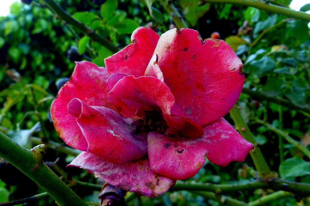 Decayed rose. by samo19 on DeviantArt