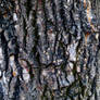 Bark