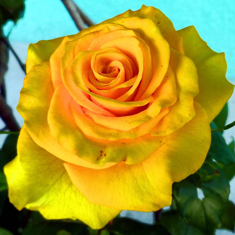Yellow Rrose The yellow rose. by samo19 on DeviantArt