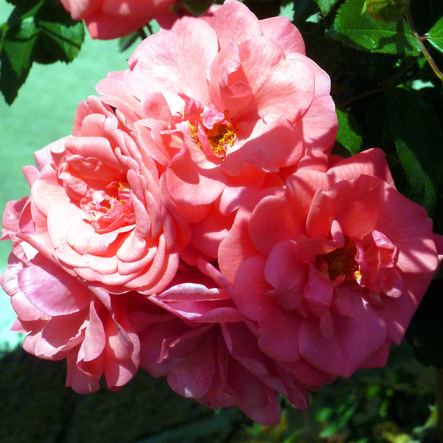 Too Many Roses Many roses. by samo19 on DeviantArt
