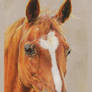 Caballo