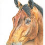 Caballo3