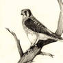 American Kestrel