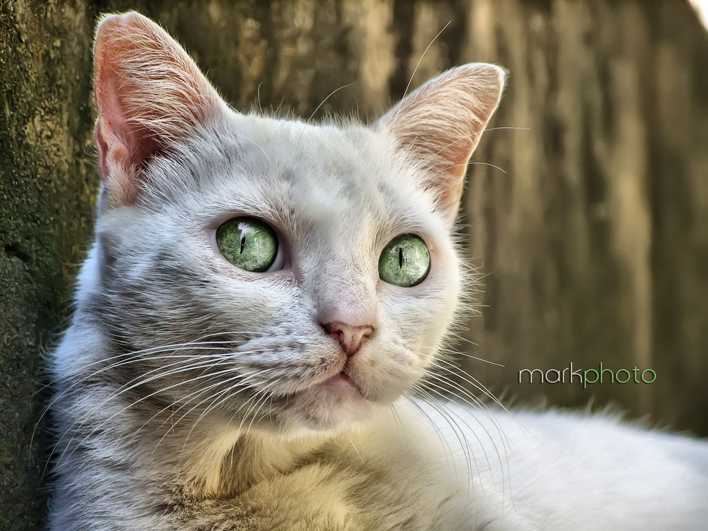 Cat HDR