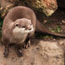 Otter