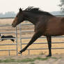 Thoroughbred Stock 09