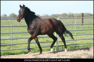 Thoroughbred Stock 61