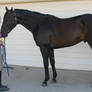 Thoroughbred Stock 135