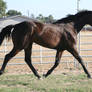 Thoroughbred Stock 140