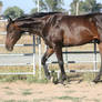 Thoroughbred Stock 142
