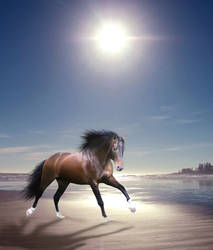 Gallop on the beach