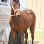 Warmblood Stock 12