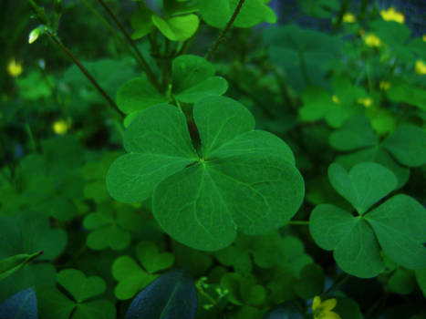 clover leaves