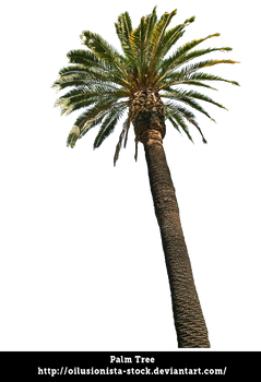 Palm-tree