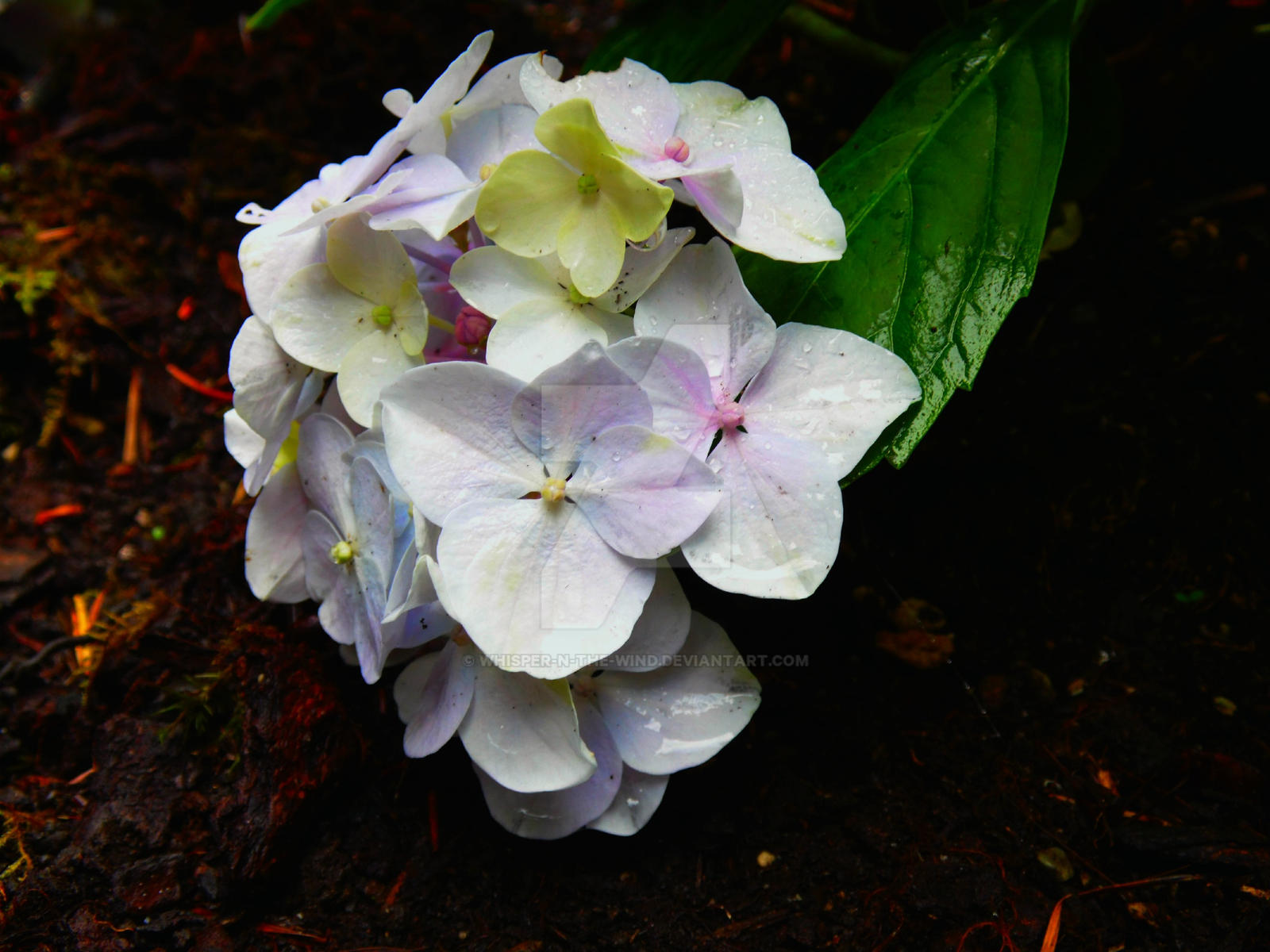 Hydrangea 4