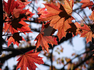 Red Leaves 3