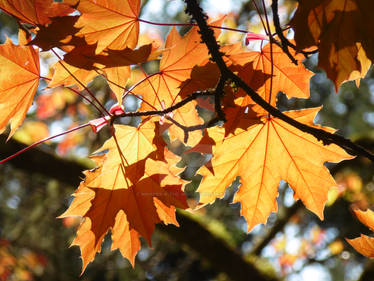 Red Leaves 4