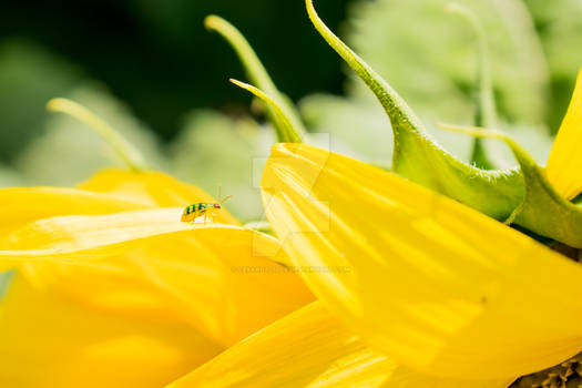 Bug atop a sunflower leaf.