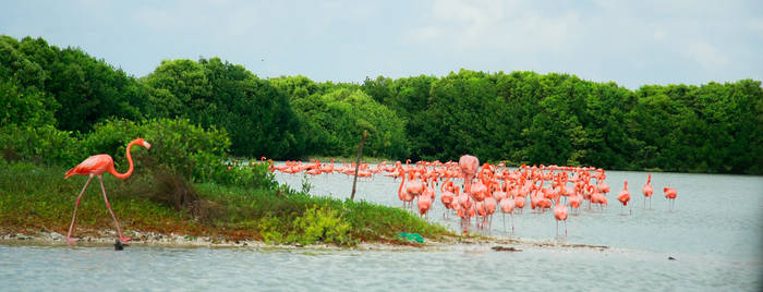 Flamingo walk