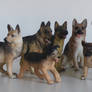 German Shepherds